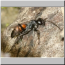 Arachnospila anceps - Wegwespe w007b 8mm - OS-Hasbergen-Lehmhuegel-det.jpg